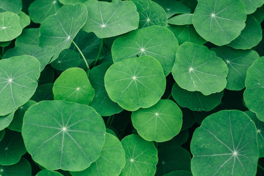 Gotu kola: para qué sirve y cuáles son sus beneficios en el cuerpo
